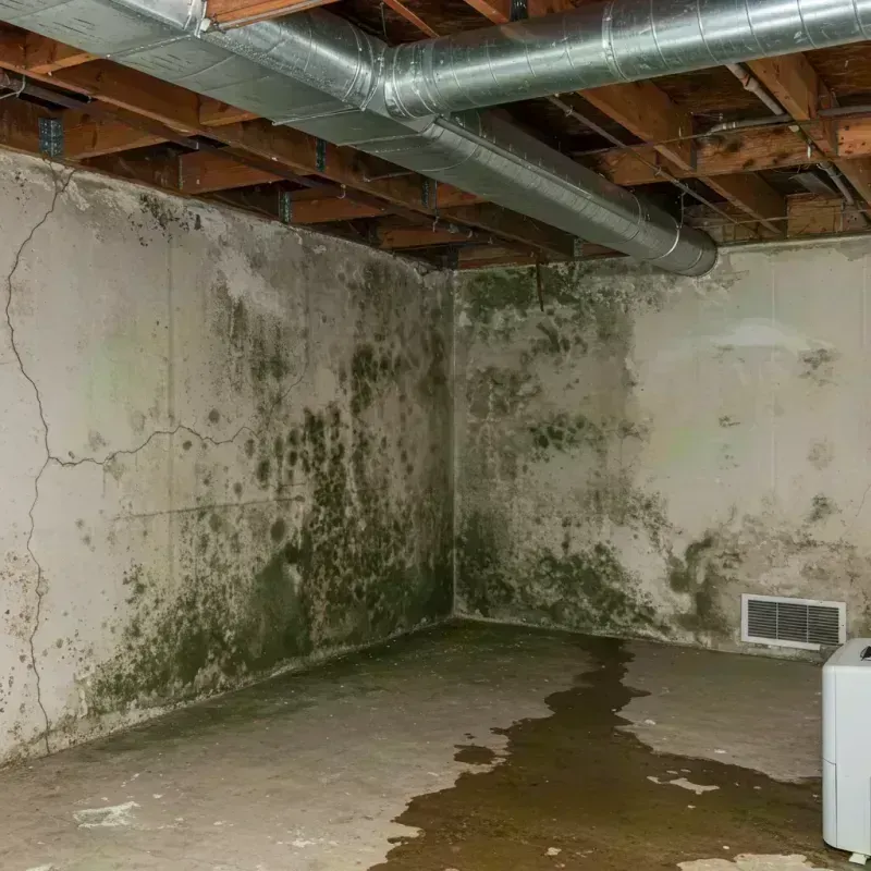 Professional Mold Removal in Norridge, IL